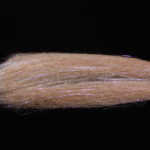 H2O Deadly Dazzle - mullet brown