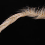 H2O Polar Fibre Streamer Brush - camel + beige