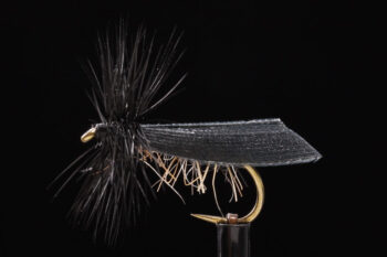 Sedge black-0