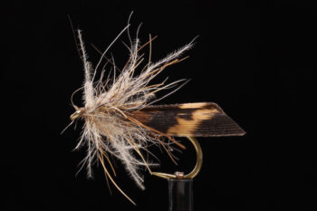 Sedge brown-0