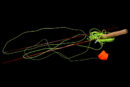 Redington Form Game Rod-0