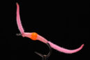 AB San Disi Worm pink-0
