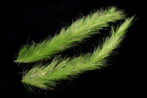 H2O Translucy Fly Brush 3"-4475