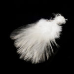 Coq De Leon - cream