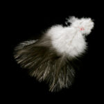 Coq De Leon - dark dun