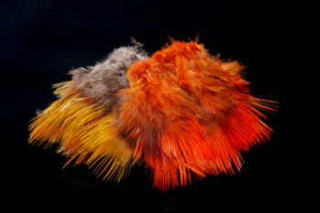 Golden Pheasant Body Feathers