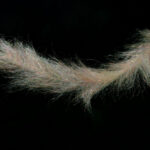 H2O Flash Blend Baitfish Brush - rainbow