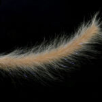 H2O Crafty Brushes - tan/brown