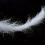 H2O Crafty Brushes - white