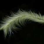 H2O Polar Fibre Streamer Brush - grey + olive
