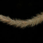 H2O Sculpting Flash Fibre Baitfish Brush - camo