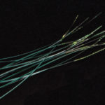 Hand Stripped Peacock Quill - forest green