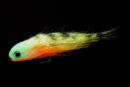Nase firetiger
