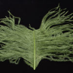 Ostrich Glory Feather - olive