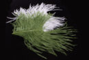 Ostrich Glory Feather