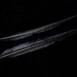 Ringneck Pheasant Tail Feather - black