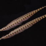 Ringneck Pheasant Tail Feather - natural