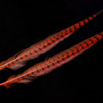 Ringneck Pheasant Tail Feather - orange