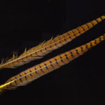 Ringneck Pheasant Tail Feather - yellow