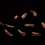 Stout Tungsten Bead Bodies - metallic brown pheasant tail