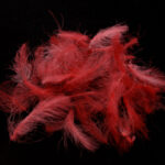Swiss CDC Standard - rosa lilla