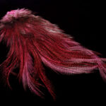 Whiting Coq De Leon Euro Nymph Tailing Pack - pardo dyed pink