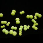 Booby Eyes - chartreuse