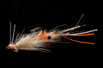 EP Spawning Shrimp coyote