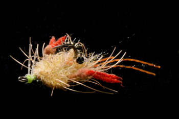 EP Tarantula Crab mottled tan