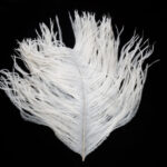 Ostrich Glory Feather - cream