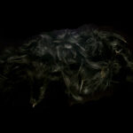 Premium Hungarian Partridge Feathers - black