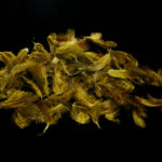 Premium Hungarian Partridge Feathers - olive