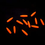 Stonfo Knot Cover - orange