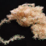 Cactus Chenille - bonefish tan