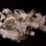 Premium Hungarian Partridge Feathers - natural