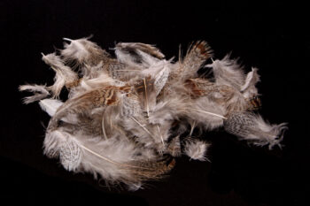 Premium Hungarian Partridge Feathers