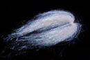 Saltwater Angelhair