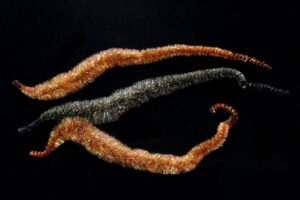 Crystal Tails