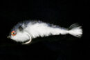 Chocklett's Mini Finesse Changer shad