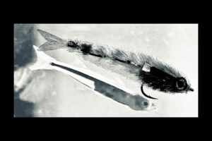 Glass Minnow