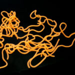 Caster's Squirmito - fluo orange