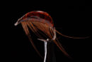 Gammarus brown