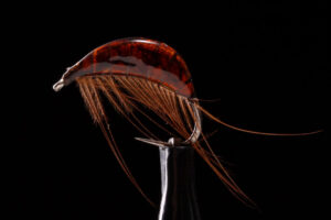 Gammarus brown