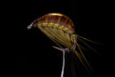 Gammarus olive