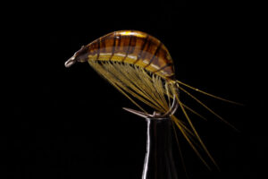 Gammarus olive