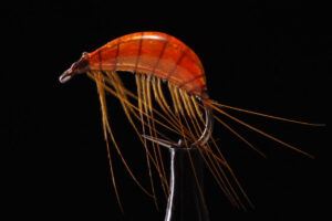 Gammarus orange