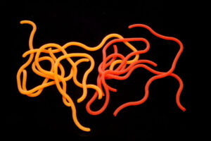 Hends Squirmy Worms