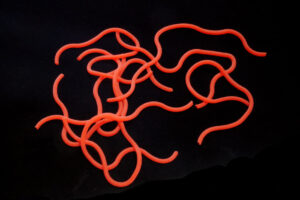 Hends Squirmy Worms light red