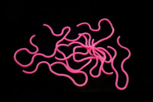 Hends Squirmy Worms pink