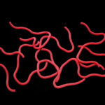 Hends Squirmy Worms - dark red